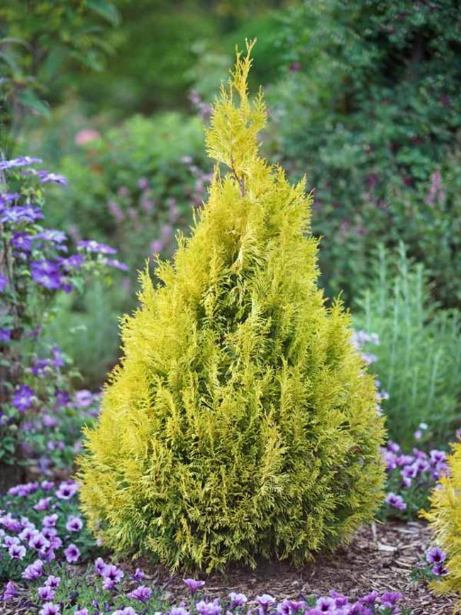 Thuja Fluffy