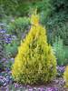 Thuja Fluffy