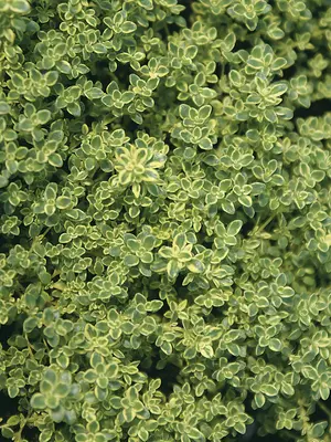 Link to Thymus Highland Cream