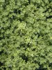 Thymus Highland-Cream