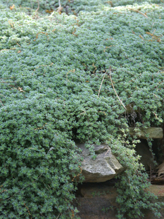 Woolly Thyme, Thymus lanuginosus