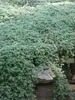 Thymus Lanuginosus