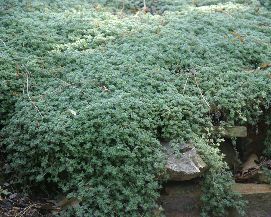 Thymus Lanuginosus -- Bluestone Perennials