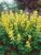 Thermopsis Lanceolata