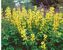 Thermopsis Lanceolata