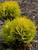 Thuja Anna
