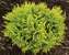 Thuja Anna