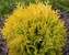 Thuja Anna