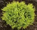 Thuja Anna's Magic Ball