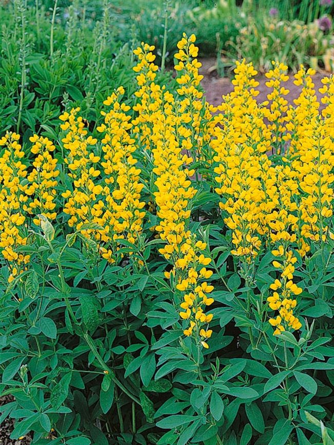 Thermopsis Montana