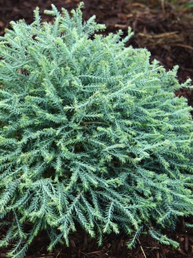 7 fingers plant Thuja  Bluestone  Perennials Pancake