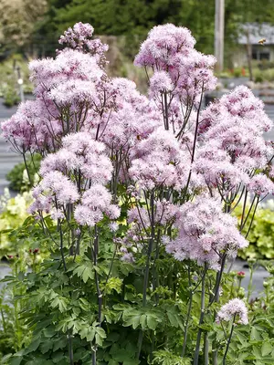 Link to Thalictrum Nimbus Pink