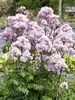 Thalictrum Nimbus Pink