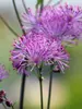 Thalictrum Nimbus Pink