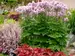 Thalictrum Nimbus Pink