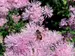Thalictrum Nimbus Pink