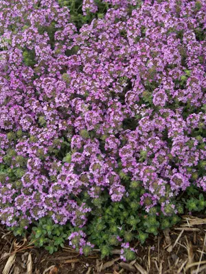 Link to Thymus Coccineum