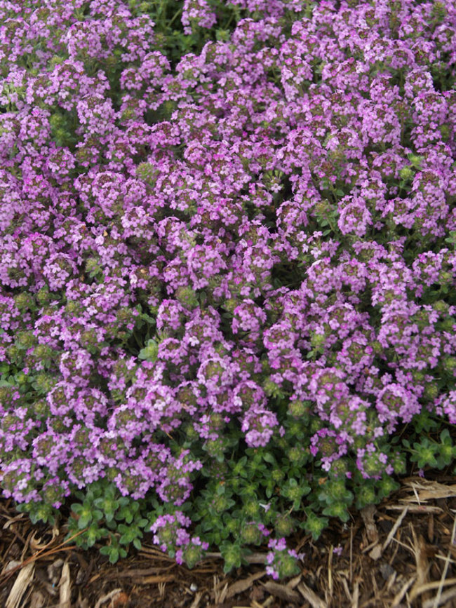 Thymus Coccineum