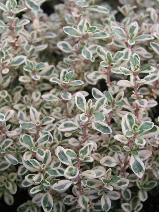 Thymus Silver Posie