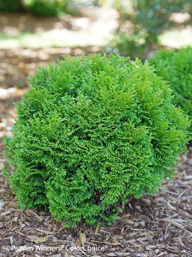 picea glauca conica als zimmerpflanze Picea Glauca Conica H55-60cm main image 1