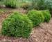 Thuja Tiny Tot