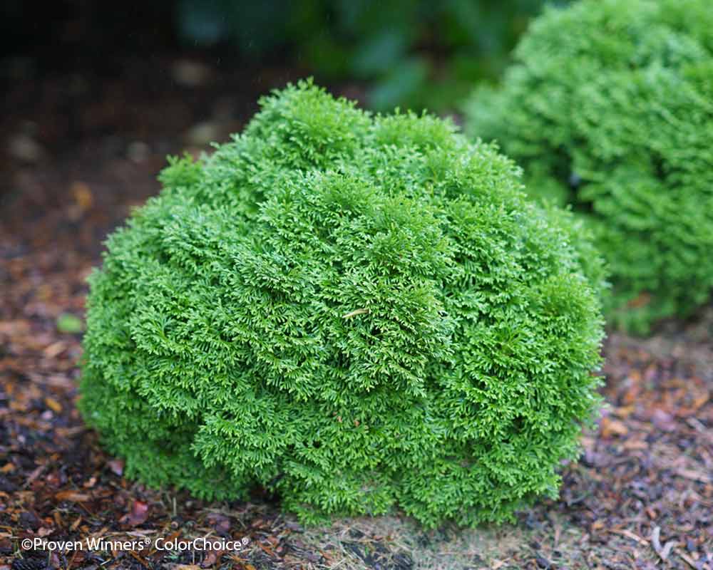 Thuja Tiny Tot | Bluestone Perennials