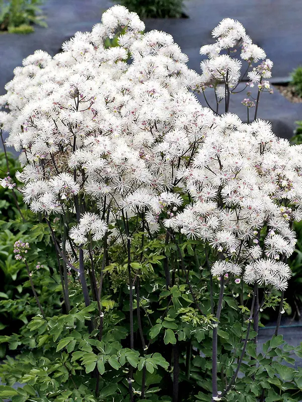 Thalictrum Nimbus White