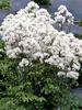 Thalictrum Nimbus White