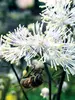 Thalictrum Nimbus White