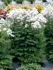 Thalictrum Nimbus White