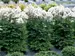 Thalictrum Nimbus White