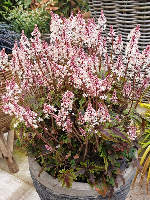 Tiarella Angel Wings