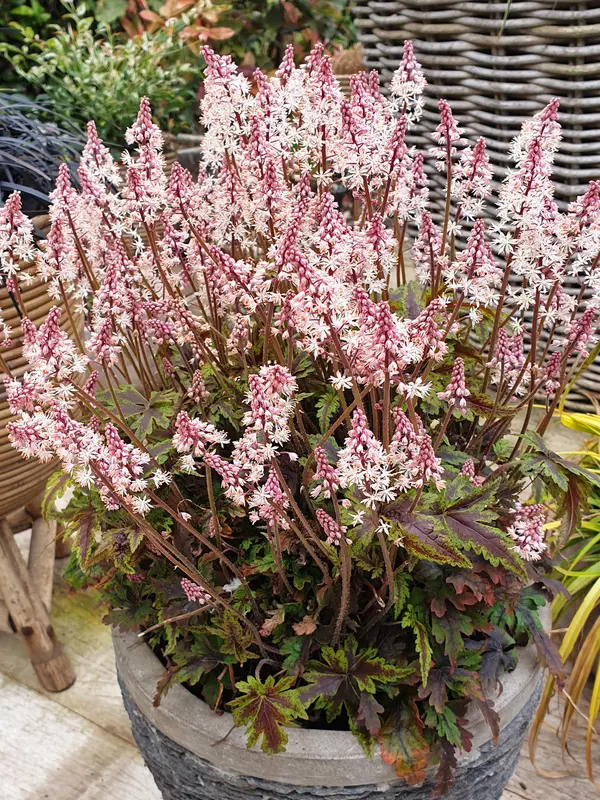 Tiarella Angel Wings