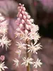 Tiarella Angel Wings
