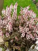 Tiarella Angel Wings