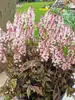Tiarella Angel Wings