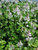 Tiarella Elizabeth-Oliver