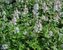 Tiarella Elizabeth-Oliver