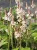 Tiarella Pacific Crest