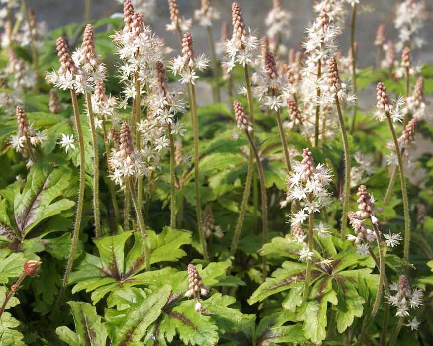 Tiarella Pacific Crest Bluestone Perennials