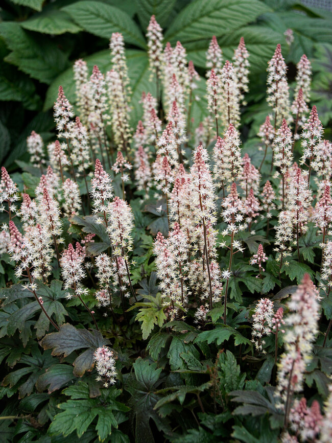 Tiarella Pink Skyrocket