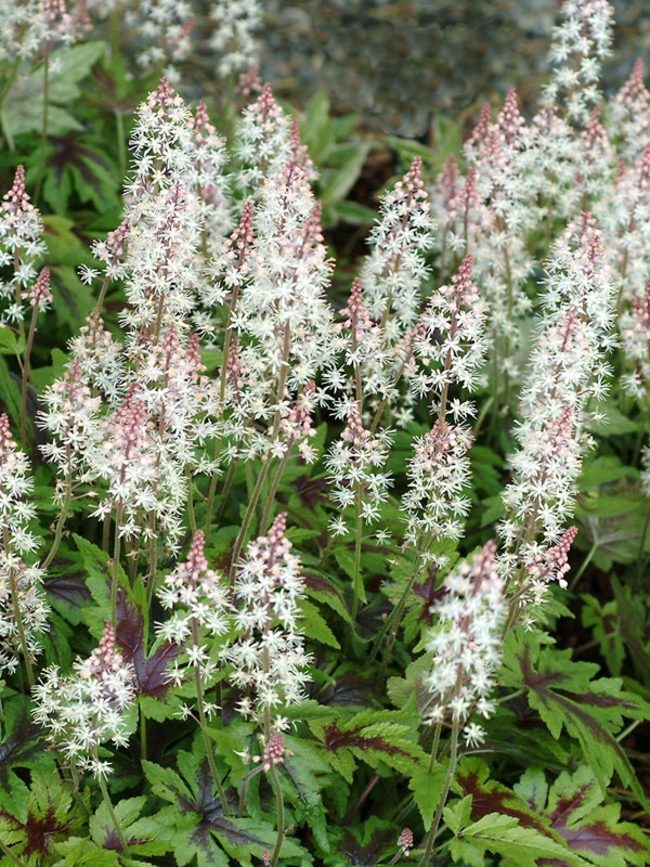 Tiarella Sugar And Spice