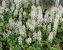 Tiarella Sugar And Spice