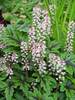 Tiarella Sugar And Spice