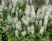 Tiarella Sugar And Spice
