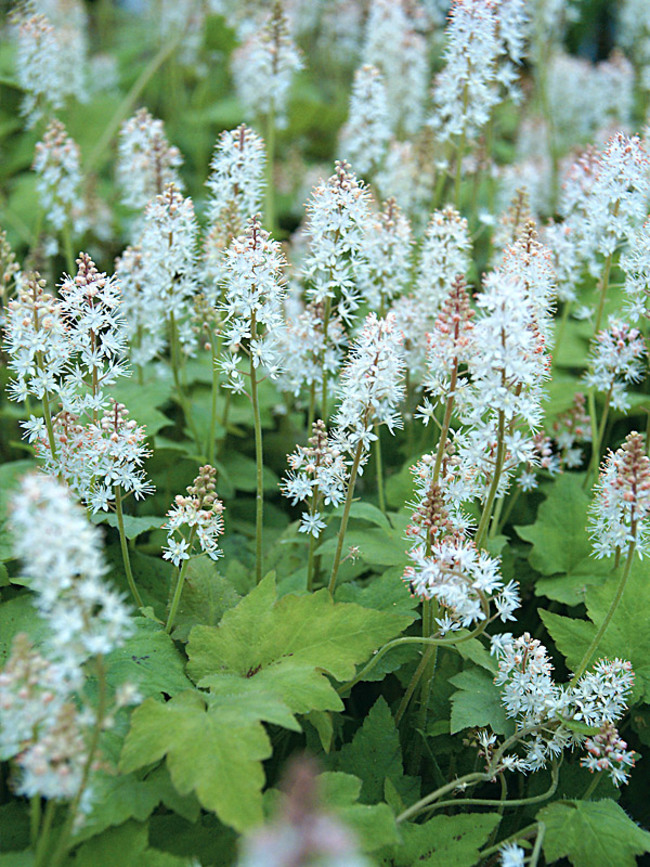 Tiarella Wherryi