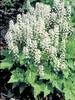 Tiarella Wherryi