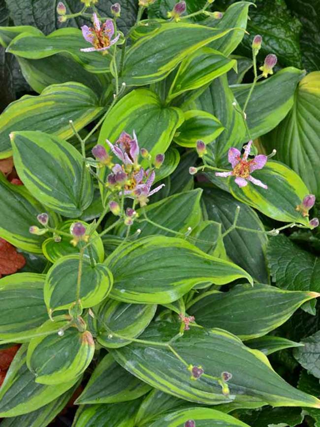 Tricyrtis Autumn Glow