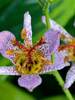 Tricyrtis Autumn Glow