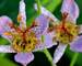 Tricyrtis Autumn Glow